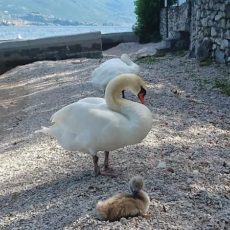 Astor Limone sul Garda